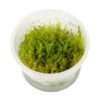 Tropica Christmasmoos, Aquarium Pflanze -Eleganter Garten 5627781 WE D 001 TropicaChristmasmoos