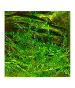 Tropica Christmasmoos, Aquarium Pflanze -Eleganter Garten 5627781 WE FS 001 TropicaChristmasmoos