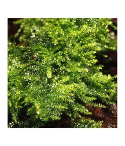 Tropica Christmasmoos, Aquarium Pflanze -Eleganter Garten 5627781 WE M 001 TropicaChristmasmoos