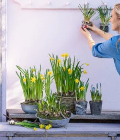 Narzissen 'Tête à Tête' In Birkentopf, Ca. Ø11 Cm -Eleganter Garten 6019111 WE MO 001 ZinkschaleNarzissen