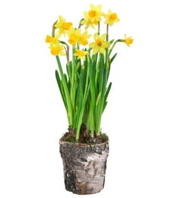 Narzissen 'Tête à Tête' In Birkentopf, Ca. Ø11 Cm -Eleganter Garten 6019129 WE FS 001 BirkentopfNarzisseTeteaTete11cm