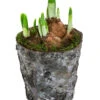 Narzissen 'Tête à Tête' In Birkentopf, Ca. Ø11 Cm -Eleganter Garten 6019129 WE FS 001 HOBirkentopNarzisse