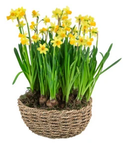 Narzissen 'Tête à Tête' In Seil-Korb, Ca. Ø26/H20 Cm 8 Narzissen 'Tête à Tête' In Seil-Korb, Ca. Ø26/H20 Cm -Eleganter Garten 6019137 WE FS 001 SeilkorbNarzissenTeteaTete26cm