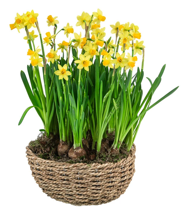Narzissen 'Tête à Tête' In Seil-Korb, Ca. Ø26/H20 Cm 4 Narzissen 'Tête à Tête' In Seil-Korb, Ca. Ø26/H20 Cm – Bild 2