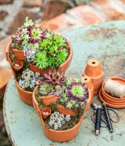 Hauswurz-Arrangement Terra Garten, In Terrakotta-Topf -Eleganter Garten 6023345 6441240 WE MO 001 HauswurzTerraGarten