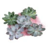 Echeverien-Set - Echeveria, 5-teilig, Verschiedene Sorten -Eleganter Garten 6115653 WE FS 001 EcheveriaO Wurz 5erSet