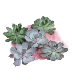 Echeverien-Set - Echeveria, 5-teilig, Verschiedene Sorten