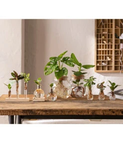 Eleganter Garten -Eleganter Garten 6125066 WE MO 001 WaterPlants