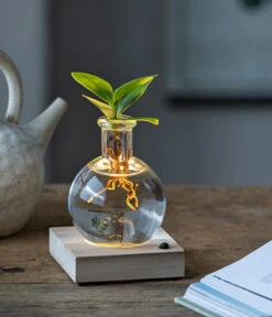 Eleganter Garten -Eleganter Garten 6125074 WE MO 001 WaterPlantClusiaLED