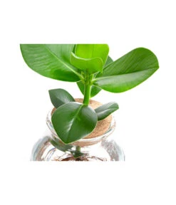 Waterplant Balsamapfel Im Kugelglas - Clusia Rosea 'Princess', Ca. 30 Cm -Eleganter Garten 6125082 WE DE 001 WaterPlantsClusia12cm