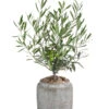 Olive, Busch, In Keramik, Ca. Ø16/H40 Cm 1 Olive, Busch, In Keramik, Ca. Ø16/H40 Cm -Eleganter Garten 6267488 WE FS 001 OleaEurop Busch40cmGrau