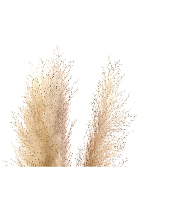 Trockenblumenbund Pampasgras, Natur 5 Trockenblumenbund Pampasgras, Natur – Bild 3
