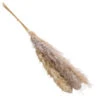 Trockenblumenbund Pampasgras, Natur -Eleganter Garten 6272595 WE FS 001 PampasgrasNatur145cm