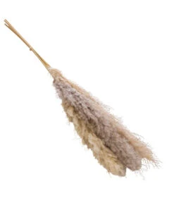 Trockenblumenbund Pampasgras, Natur