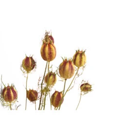 Trockenblumenbund Nigella Mit Fruchtstand -Eleganter Garten 6284236 PR DE 001 NigellaFruchtstandBundDehnerExpressHerzig