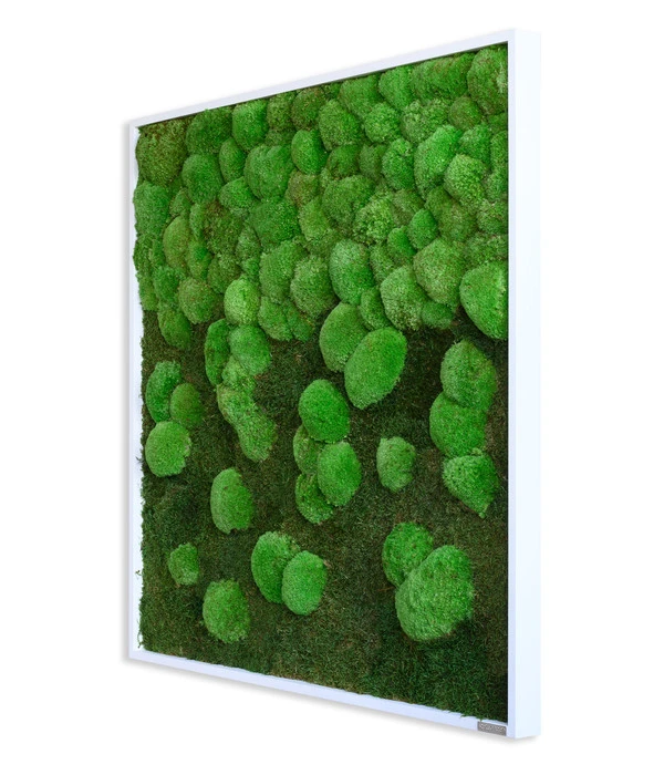 StyleGREEN Bild Aus Wald- Und Kugelmoos Im Verlauf, Ca. B80/H80/T7 Cm 4 StyleGREEN Bild Aus Wald- Und Kugelmoos Im Verlauf, Ca. B80/H80/T7 Cm – Bild 2