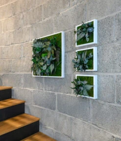 StyleGREEN Bild Aus Wald- Und Kugelmoos, Quadratisch, Ca. B55/H55/T17 Cm -Eleganter Garten 6429815 WE MO 001 Pflanzenbild55x55cm