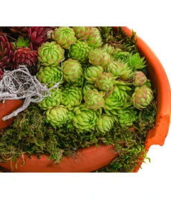 Hauswurz-Arrangement Terra Garten, In Terrakotta-Topf -Eleganter Garten 6441240 WE DE 001 Terra Garten19cmSemp