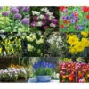 Dehner Blumenzwiebel 5 Monate Blütenpracht, 200 Stk. -Eleganter Garten 6617286 WE MO 001 DehnerBlumenzwiebel5MonateBlumenpaket