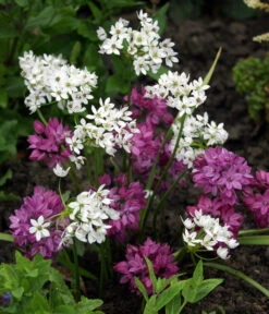 Dehner Blumenzwiebel 5 Monate Blütenpracht, 200 Stk. 16 Dehner Blumenzwiebel 5 Monate Blütenpracht, 200 Stk. -Eleganter Garten 6617286 WE MO 002 DehnerBlumenzwiebel5MonateBlumenpaket