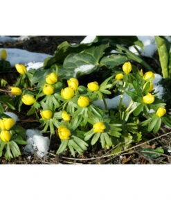 Dehner Blumenzwiebel 5 Monate Blütenpracht, 200 Stk. 18 Dehner Blumenzwiebel 5 Monate Blütenpracht, 200 Stk. -Eleganter Garten 6617286 WE MO 004 DehnerBlumenzwiebel5MonateBlumenpaket