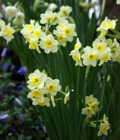 Dehner Blumenzwiebel 5 Monate Blütenpracht, 200 Stk. 19 Dehner Blumenzwiebel 5 Monate Blütenpracht, 200 Stk. -Eleganter Garten 6617286 WE MO 005 DehnerBlumenzwiebel5MonateBlumenpaket