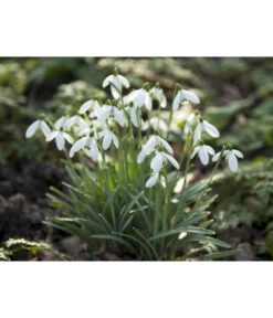 Dehner Blumenzwiebel 5 Monate Blütenpracht, 200 Stk. 20 Dehner Blumenzwiebel 5 Monate Blütenpracht, 200 Stk. -Eleganter Garten 6617286 WE MO 006 DehnerBlumenzwiebel5MonateBlumenpaket