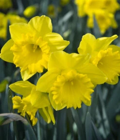 Dehner Blumenzwiebel 5 Monate Blütenpracht, 200 Stk. 21 Dehner Blumenzwiebel 5 Monate Blütenpracht, 200 Stk. -Eleganter Garten 6617286 WE MO 007 DehnerBlumenzwiebel5MonateBlumenpaket