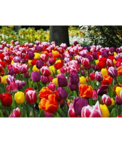 Dehner Blumenzwiebel 5 Monate Blütenpracht, 200 Stk. 24 Dehner Blumenzwiebel 5 Monate Blütenpracht, 200 Stk. -Eleganter Garten 6617286 WE MO 010 DehnerBlumenzwiebel5MonateBlumenpaket