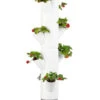 Gusta Garden Erdbeerbaum Sissi Strawberry Hanging, Ca. B27/H77/T27 Cm -Eleganter Garten 6627038 WE FS 001 SissiStrawberry