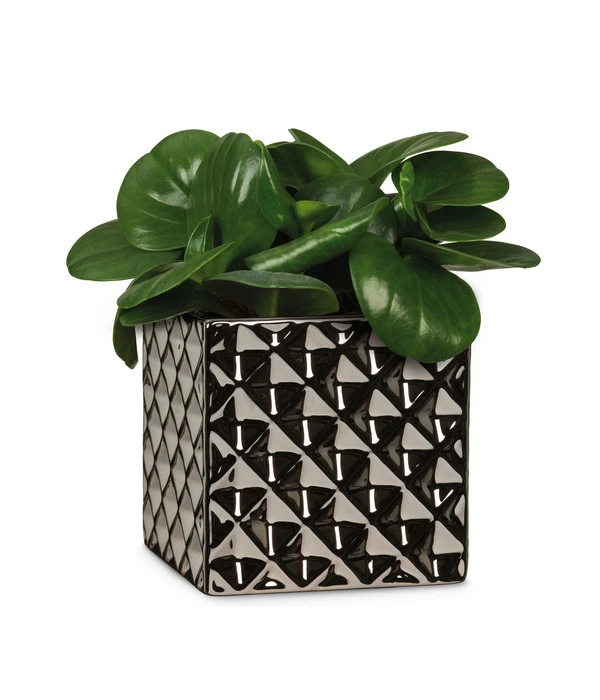 Scheurich Keramik-Übertopf Titanium, Quadratisch, Silber 5 Scheurich Keramik-Übertopf Titanium, Quadratisch, Silber – Bild 3