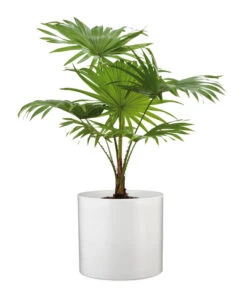 Scheurich Keramik-Übertopf, Rund, Ca. Ø33 Cm 8 Scheurich Keramik-Übertopf, Rund, Ca. Ø33 Cm -Eleganter Garten 6642151 WE FS 003 TopfPanna