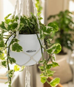 LECHUZA® PURO Color, All-in-One-Set, Inkl. Makramee-Aufhängung 9 LECHUZA® PURO Color, All-in-One-Set, Inkl. Makramee-Aufhängung -Eleganter Garten 6695415 WE MO 001 PuroColorMakrameeSetWeiss