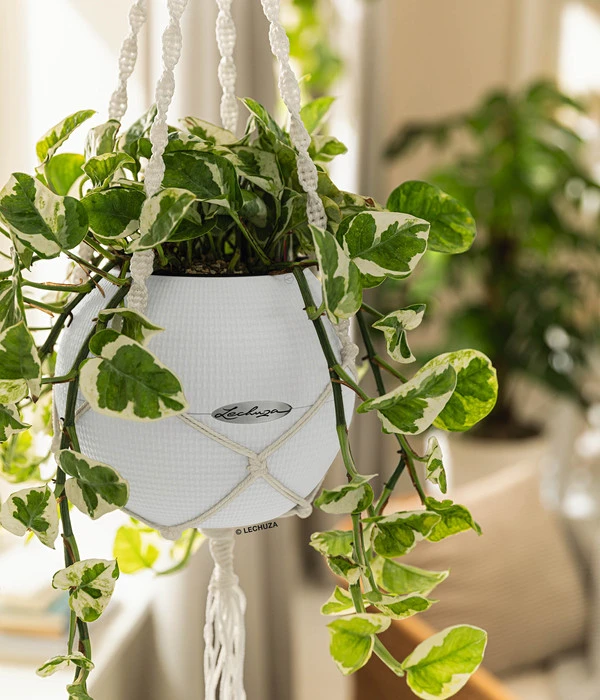 LECHUZA® PURO Color, All-in-One-Set, Inkl. Makramee-Aufhängung 5 LECHUZA® PURO Color, All-in-One-Set, Inkl. Makramee-Aufhängung – Bild 4