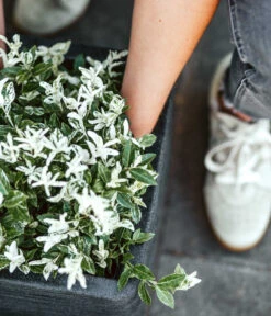 Capi Europe Kunststoff-Topf Rib, Quadratisch 9 Capi Europe Kunststoff-Topf Rib, Quadratisch -Eleganter Garten 6697122 WE DE 001 CapiEuropeKunststoffTopfRibquadratisch