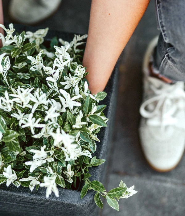 Capi Europe Kunststoff-Topf Rib, Quadratisch 6 Capi Europe Kunststoff-Topf Rib, Quadratisch – Bild 4