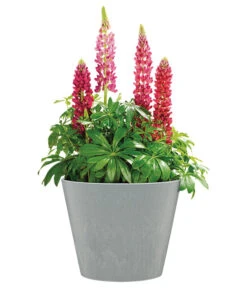 Scheurich Kunststoff-Topf Purista+, Rund -Eleganter Garten 6700488 WE FS 002 ScheurichKunststoffTopfPuristarund