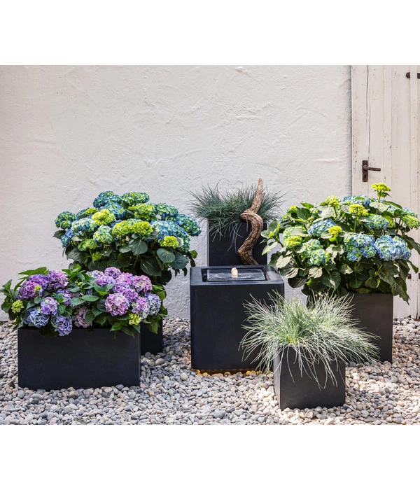 Blauschwingel 'Cool As Ice' 4 Blauschwingel 'Cool As Ice' – Bild 2