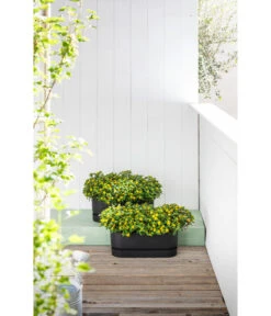 Elho Kunststoff-Topf Greenville, Ca. B20/B18/T49 Cm -Eleganter Garten 6768964 WE MO 002 ElhoKunststoffTopfGreenville