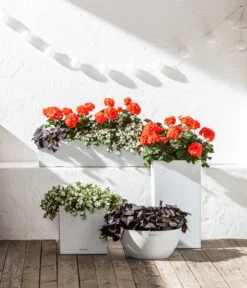 Süßkartoffel, Verschiedene Farben -Eleganter Garten 6770721 8813206 8809592 8824500 WE MO 001 LechuzaSchaleCubetoStone