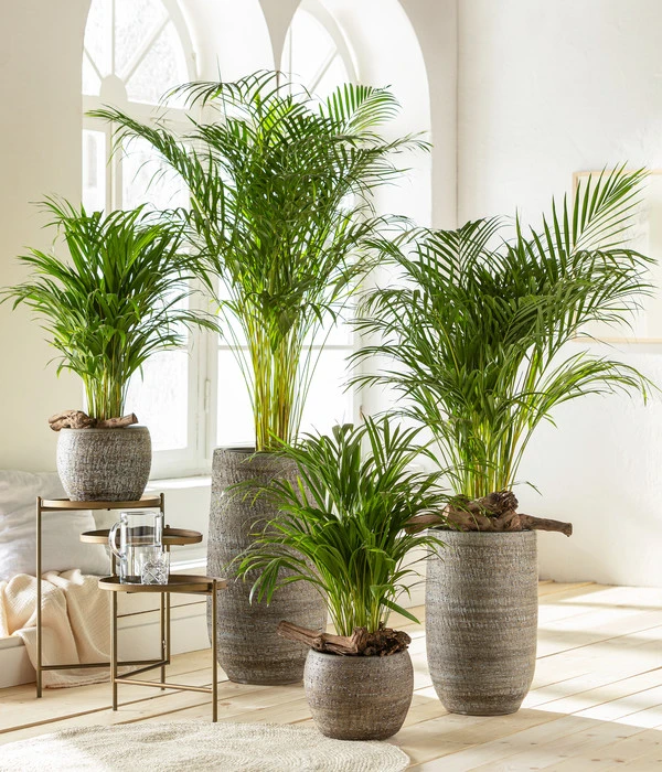 Goldfruchtpalme - Dypsis Lutescens 5 Goldfruchtpalme - Dypsis Lutescens – Bild 3