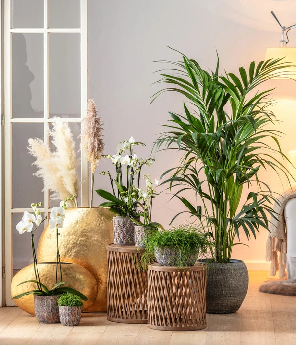 Midi Schmetterlingsorchidee - Phalaenopsis Cultivars, Weiß 4 Midi Schmetterlingsorchidee - Phalaenopsis Cultivars, Weiß – Bild 2