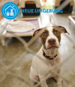 ADAPTIL® Calm Halsband Für Hunde -Eleganter Garten 6877104 6877146 WE DE 005 CevaHZbhAdaptilCalmHalsband