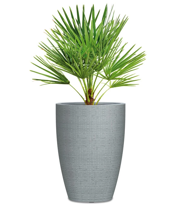 Scheurich Kunststoff-Topf Barceo High, Rund 4 Scheurich Kunststoff-Topf Barceo High, Rund – Bild 2