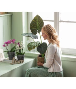 Dehner Keramik-Übertopf Nature Earth, Konisch, Grau, Ca. Ø14 Cm -Eleganter Garten 6895577 WE MO 004 OrchideentopfNatureEarth