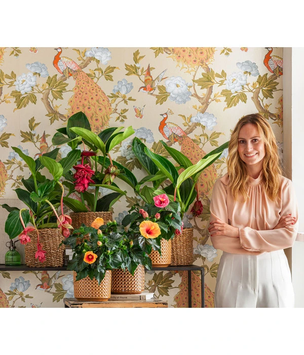 Medinille - Medinilla Magnifica 'Flamenco' 4 Medinille - Medinilla Magnifica 'Flamenco' – Bild 2