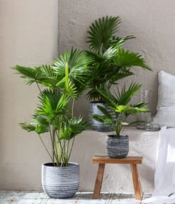 Rundblättrige Schirmpalme - Livistona Rotundifolia -Eleganter Garten 6919880 WE MO 001 TopfMavie Livistona