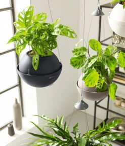 LECHUZA® BOLA Color, All-in-One Set 16 LECHUZA® BOLA Color, All-in-One Set -Eleganter Garten 6938724 6938708 6938732 6938815 6938807 6938823 WE MO 004 BolaColor