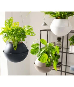 LECHUZA® BOLA Color, All-in-One Set 17 LECHUZA® BOLA Color, All-in-One Set -Eleganter Garten 6938724 6938708 6938732 6938815 6938807 6938823 WE MO 005 BolaColor