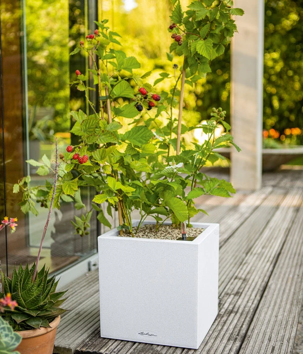 LECHUZA® Kunststoff-Topf Canto Stone, Eckig, Ca. B14/H13,5/T14 Cm 4 LECHUZA® Kunststoff-Topf Canto Stone, Eckig, Ca. B14/H13,5/T14 Cm – Bild 2